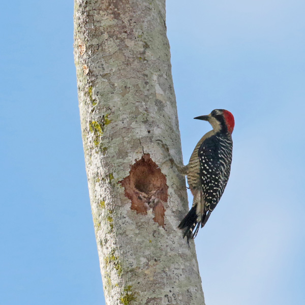 Black-cheeked Woodpecker